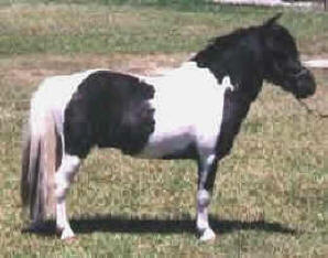 Black pinto miniature horse
