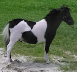 Black pinto miniature horse