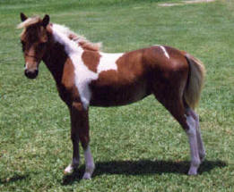 Sorrel pinto miniature horse
