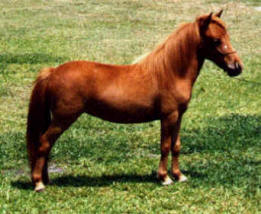 Sorrel miniature horse