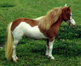 Sorrel pinto miniature horse