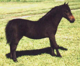 Bay miniature horse