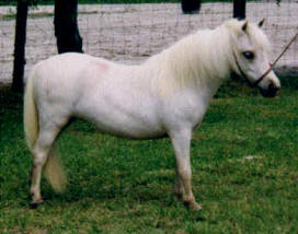Palomino miniature horse