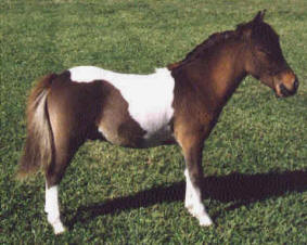 Bay pinto miniature horse