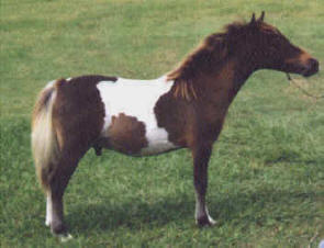 Bay pinto miniature horse