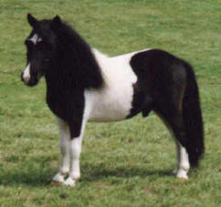 Black pinto miniature horse