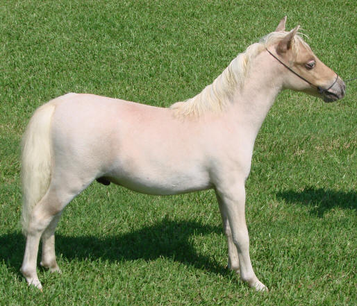 miniature horse for sale red roan