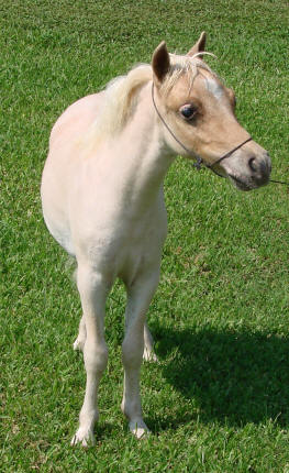 miniature horse for sale red roan