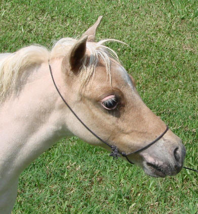 miniature horse for sale red roan