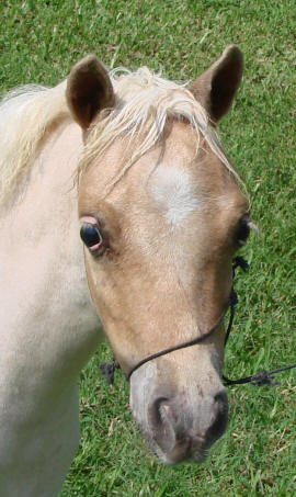 miniature horse for sale red roan