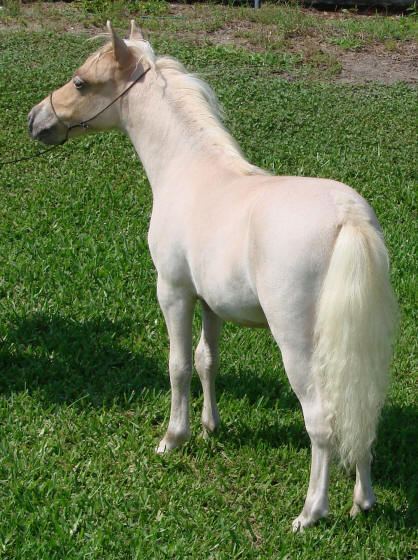 miniature horse for sale red roan