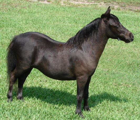 miniature horse for sale black filly
