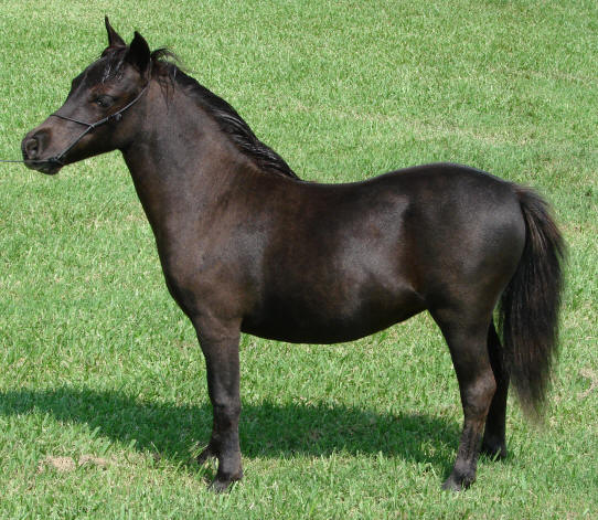 miniature horse for sale black filly