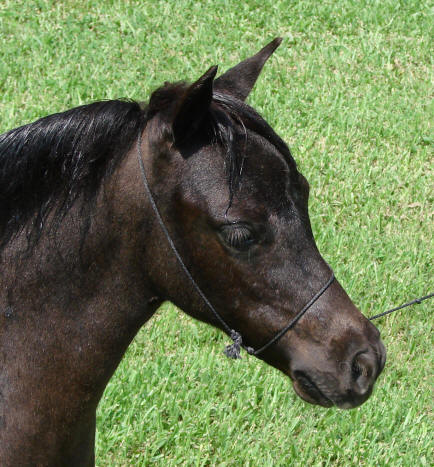 miniature horse for sale black filly
